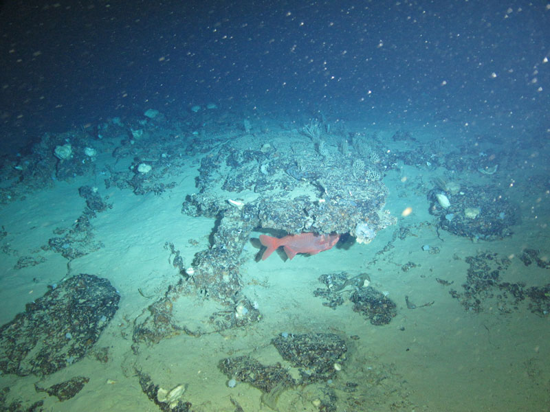 A commercially important orange roughy seen off southern Puerto Rico at a depth of 441 meters (1,447 feet) during Exploration of Deepwater Habitats off Puerto Rico and the U.S. Virgin Islands for Biotechnology Potential.