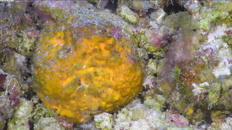 An orange sponge with a brown tint seen off western Puerto Rico at a depth of 74 meters (243 feet) during Exploration of Deepwater Habitats off Puerto Rico and the U.S. Virgin Islands for Biotechnology Potential.