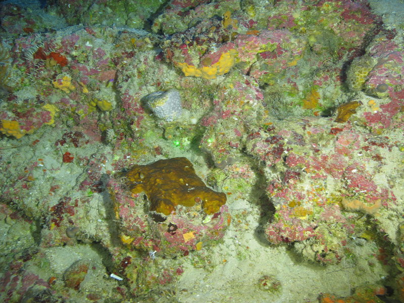 A brown plate coral seen off southern Puerto Rico at a depth of 98 meters (322 feet) during Exploration of Deepwater Habitats off Puerto Rico and the U.S. Virgin Islands for Biotechnology Potential.