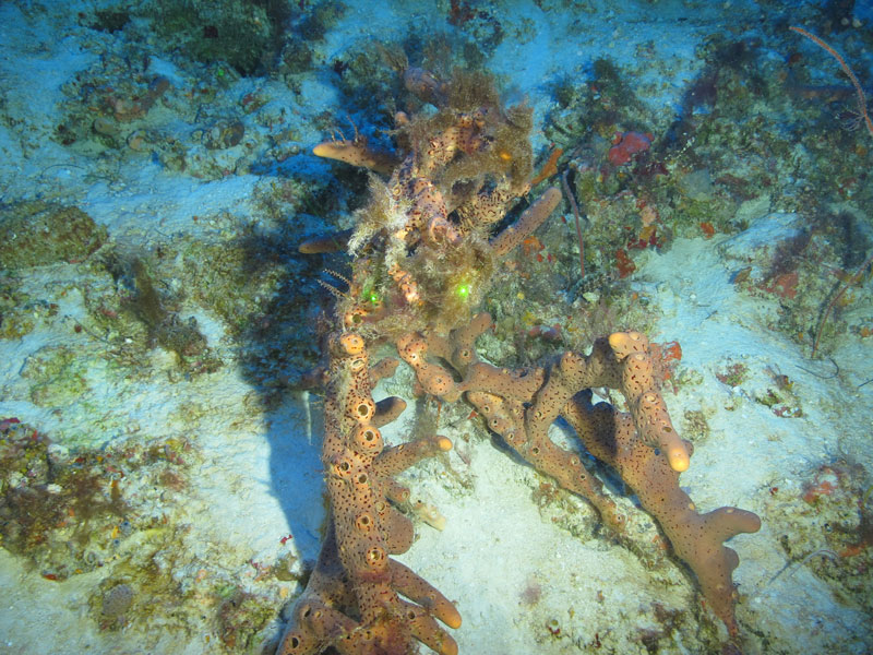 Ropy brown sponge (Agelas sp.) seen off western Puerto Rico at a depth of 78 meters (256 feet) during Exploration of Deepwater Habitats off Puerto Rico and the U.S. Virgin Islands for Biotechnology Potential.