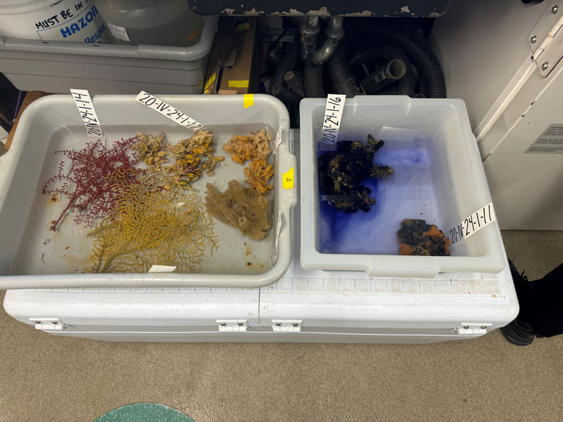 Coral and sponge samples collected during Exploration of Deepwater Habitats off Puerto Rico and the U.S. Virgin Islands for Biotechnology Potential were kept in the water they were collected in until they were subsampled and frozen.