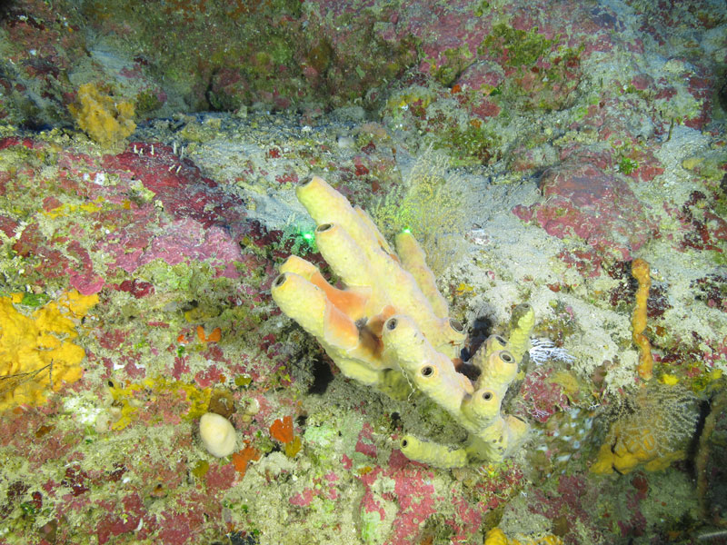 A sponge with black-rimmed "fingers" (possibly Smenospongia conulosa) seen off southern Puerto Rico at a depth of 98 meters (322 feet) during Exploration of Deepwater Habitats off Puerto Rico and the U.S. Virgin Islands for Biotechnology Potential.