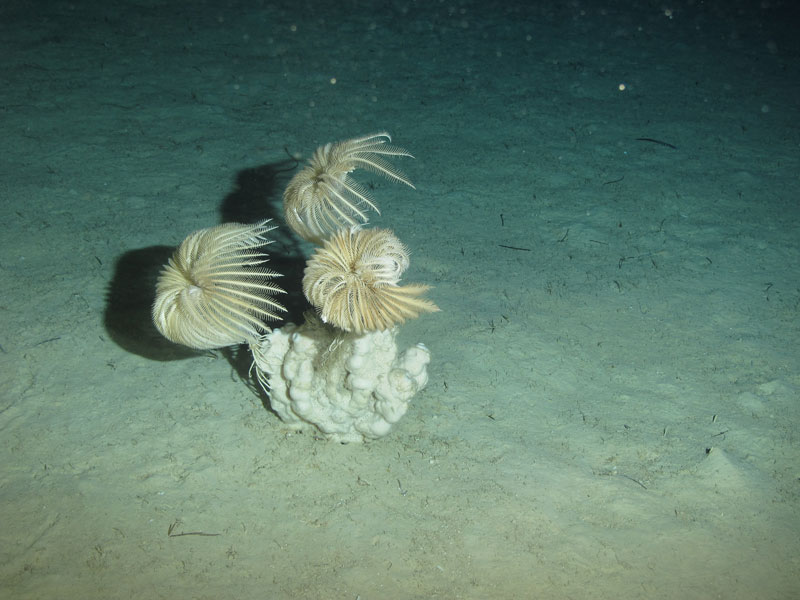 Sponge with crinoids seen off southwestern Puerto Rico at a depth of 362 meters (1,188 feet) during Exploration of Deepwater Habitats off Puerto Rico and the U.S. Virgin Islands for Biotechnology Potential.