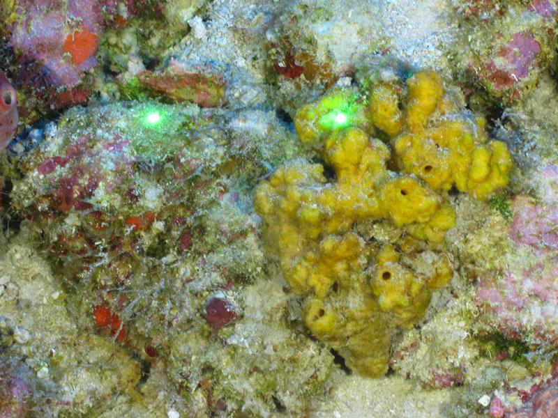 A sponge with yellow-green fingers seen off southern Puerto Rico at a depth of 81 meters (266 feet) during Exploration of Deepwater Habitats off Puerto Rico and the U.S. Virgin Islands for Biotechnology Potential.