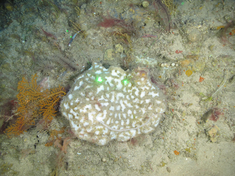 A thick, flat, white sponge (Petrosiidae) with gray zoanthids on it seen off northwestern Puerto Rico at a depth of 109 meters (358 feet) during Exploration of Deepwater Habitats off Puerto Rico and the U.S. Virgin Islands for Biotechnology Potential.