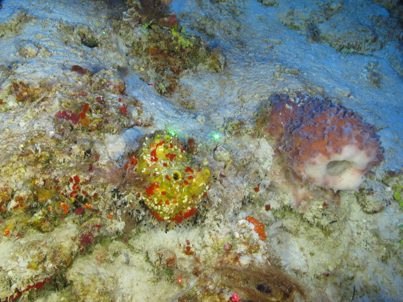 A yellow sponge (Verongiida) with other animals living on its surface along with a small orange sponge and a red giant barrel sponge (Xestospongia muta) seen off western Puerto Rico at a depth of 75 meters (246 feet) during Exploration of Deepwater Habitats off Puerto Rico and the U.S. Virgin Islands for Biotechnology Potential.