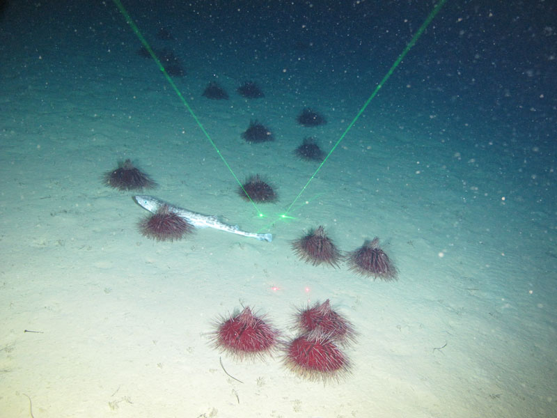 Spawning sea urchins (as evidenced by their upward pointing spines) and a catshark seen off southern Puerto Rico at a depth of 471 meters (1,545 feet) during Exploration of Deepwater Habitats off Puerto Rico and the U.S. Virgin Islands for Biotechnology Potential.