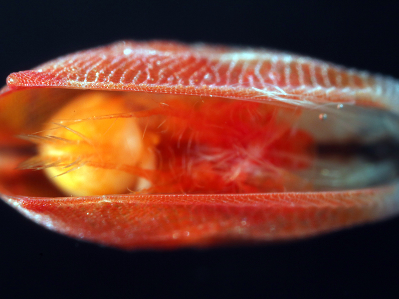 Ostracod collected during the Exploring Pelagic Biodiversity of the Gulf of Alaska and the Impact of Its Seamounts expedition. This ostracod (Conchoecissa plinthina) has two shells reminiscent of a bivalve mollusk. But peek inside its shell and you’ll see it has legs more like shrimp, with jointed appendages and long antennae used for swimming. Indeed, ostracods are far more closely related to shrimp and crabs than to mollusks.