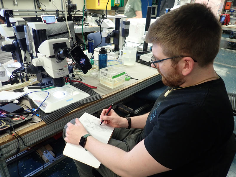 Nick Bezio photographs and sketches a sea angel (pteropod) collected with the Methot trawl during the Exploring Pelagic Biodiversity of the Gulf of Alaska and the Impact of Its Seamounts expedition.