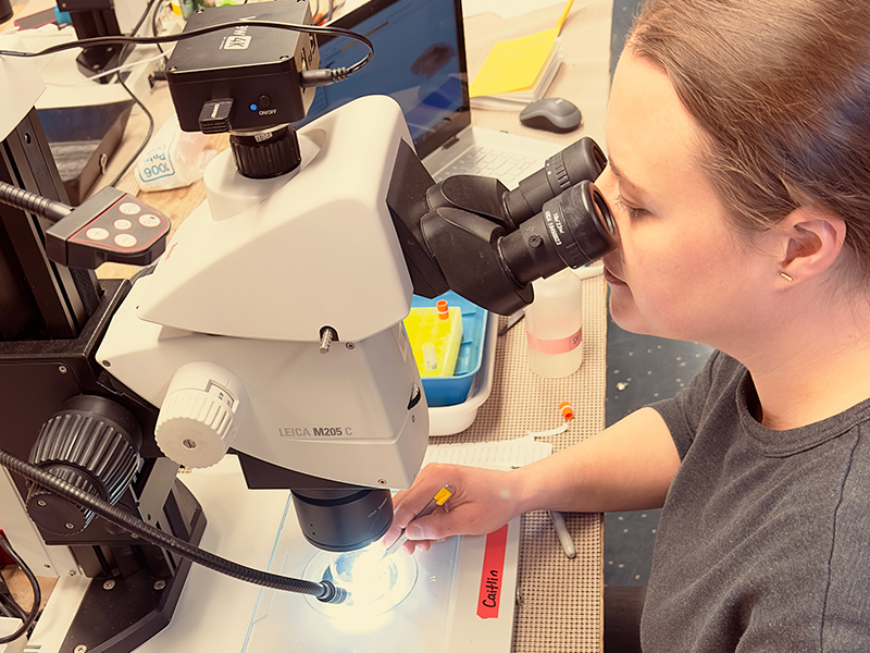 Caitlin Smoot identifies crustacean zooplankton (i.e., copepods, decapods, euphausiids) under the microscope during the Exploring Pelagic Biodiversity of the Gulf of Alaska and the Impact of Its Seamounts expedition.