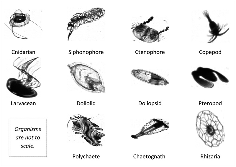 Zooplankton imaged with the In-situ Ichthyoplankton Imaging SystemDeep-Focus Particle Imager (ISIIS-DPI). The line-scan cameras on the ISIIS-DPI record shadows of organisms as they swim through the light of an LED. The resulting images, or shadowgraphs, are crisp, black and white silhouettes of water column organisms that look almost like line drawings.