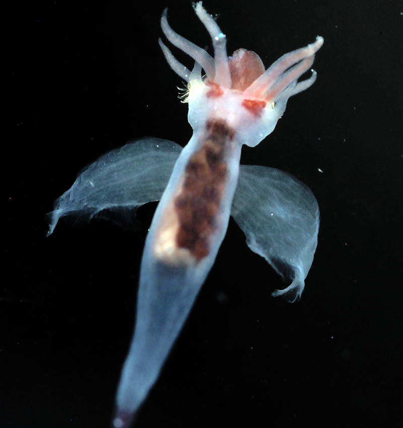 Gymnosome pteropod (pelagic snail) with feeding tentacles deployed during the Exploring Pelagic Biodiversity of the Gulf of Alaska and the Impact of Its Seamounts expedition.