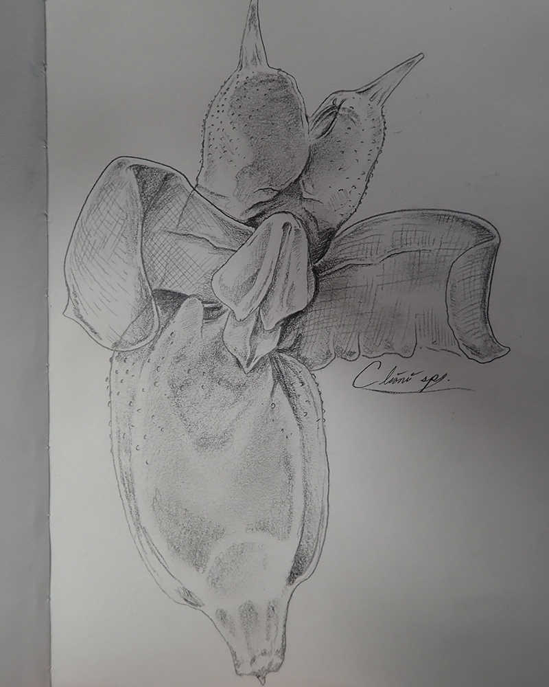Sketch of a sea angel (pteropod) by Nick Bezio. This animal was collected with the Methot trawl during the Exploring Pelagic Biodiversity of the Gulf of Alaska and the Impact of Its Seamounts expedition.