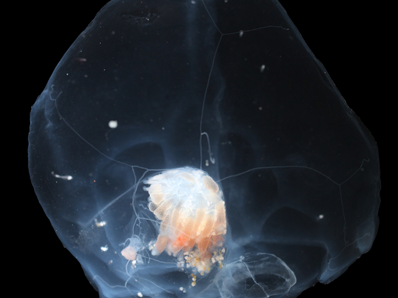 Siphonophore collected during the Exploring Pelagic Biodiversity of the Gulf of Alaska and the Impact of Its Seamounts expedition. One of the most abundant groups in the deep sea are the siphonophores, like this Nectadamas diomedeae. These colonial animals deploy nets of stinging tentacles to snag unsuspecting prey items.