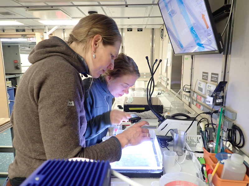 Connie Jaspers and Camilla Juul Dahl Jensen (left to right) sort through zooplankton samples on a light table in the lab on Research Vessel Sikuliaq.