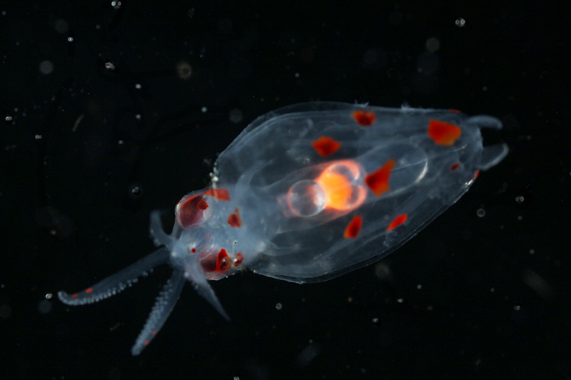 Squid collected during the Exploring Pelagic Biodiversity of the Gulf of Alaska and the Impact of Its Seamounts expedition. Some of the most beautiful creatures living in the deep-ocean water column are cephalopods, squids and octopods, like this juvenile squid of an undetermined species.