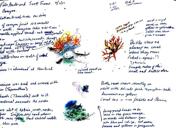 sketches of deep sea corals