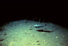 Abyssal sea floor life
