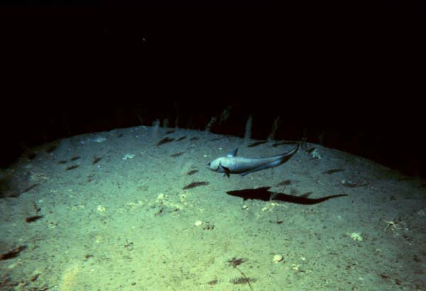 NOAA Ocean Explorer: Estuary to the Abyss