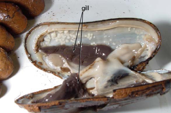 opened mussel with exposed gills