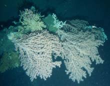 an isolated "thicket" of Paragorgia corals