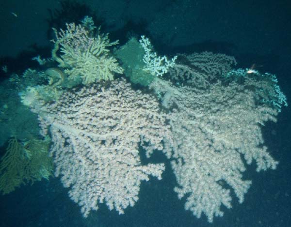 A small isolated "thicket" of Paragorgia corals