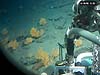 Deep sea corals