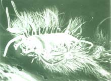 micrograph of an iceworm; a marine polychaete living on methyl hydrate nodules.