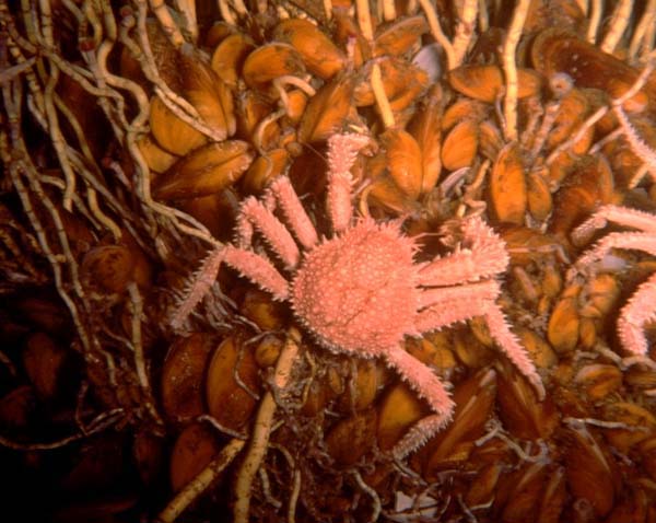 Chemosynthetic seep mussel and crab