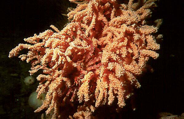 Octocoral Primnoa resedaeformis 