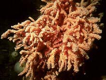 Deep Sea Coral