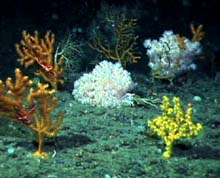 Coral landscape in Oceanographer's Canyon. 