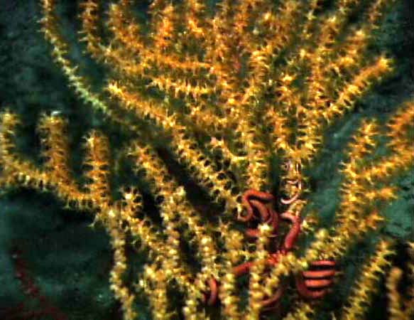 Paramuricea coral with brittle star