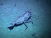 Deep sea shrimp