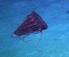 a deep sea medusae (jellyfish) 