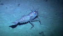 A large shrimp seen at 800 meters
