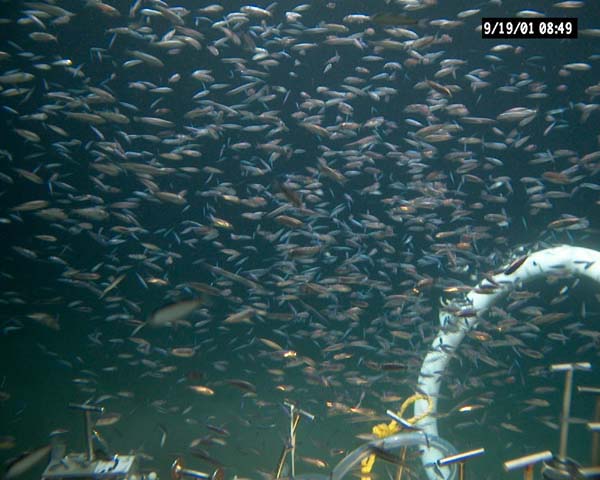 Thousands of lantern fish
