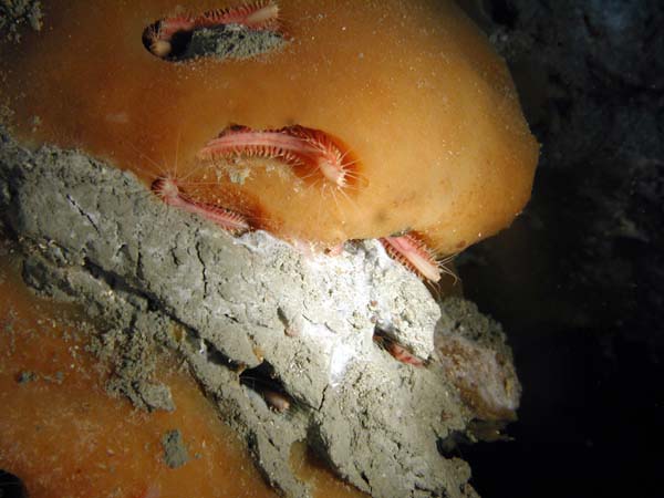 An exposed lobe of orange gas hydrate and a newly discovered species of marine worm