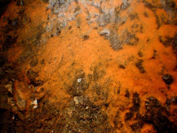 Orange-colored bacterial mat