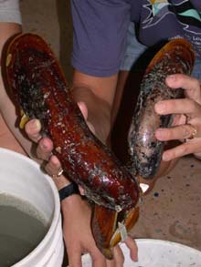 A foot-long (27 cm) chemosynthetic mussel