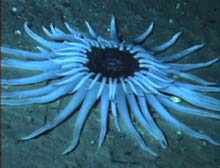 deep-sea anemone