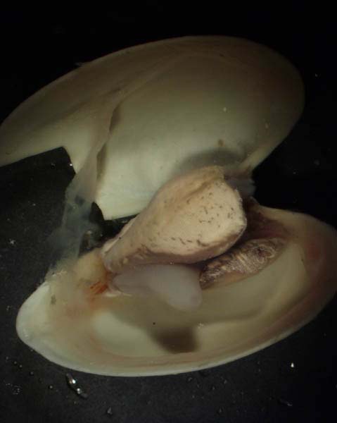 Deep sea clam