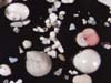Microscopic shells collected from deep sea sediment.