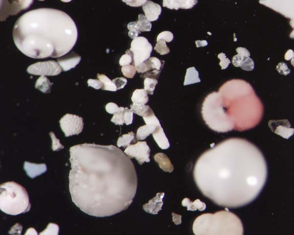 Microscopic shells in seafloor sediment