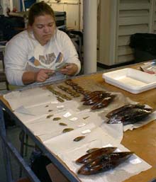 Mussels are sized, weighed, and dissected