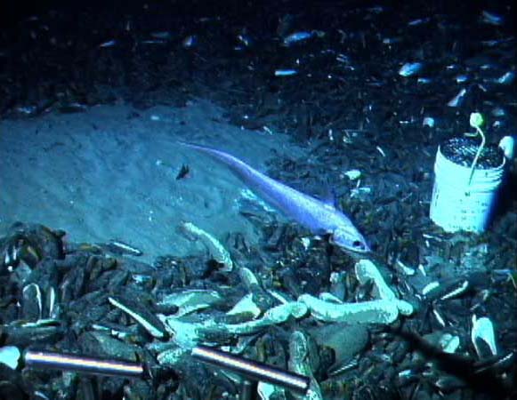 A deep-sea fish at the edge of a mussel bed on the Blake Ridge. 