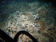 Thicket of Lophelia coral