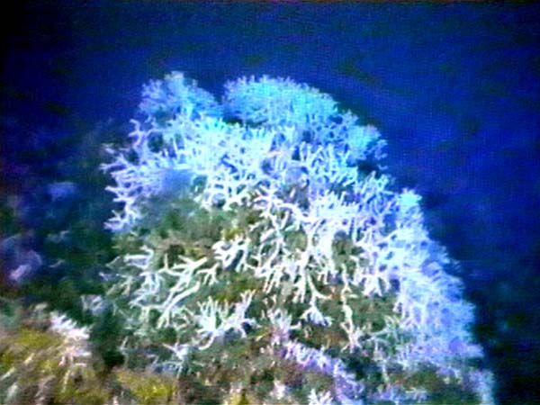 Oculina Bank coral head