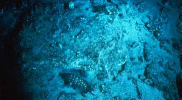 snowy grouper on Cape Fear Terrace