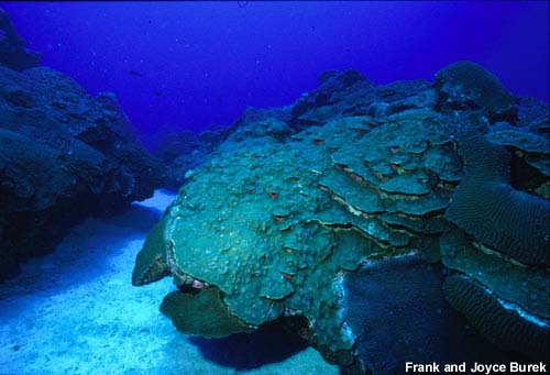 coral formation in the west and east flower garden banks